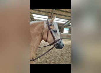 Haflinger, Stute, 4 Jahre, 147 cm, Palomino