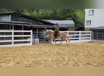 Haflinger, Stute, 4 Jahre, 147 cm, Rotbrauner