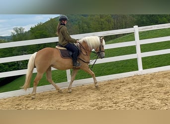 Haflinger, Stute, 4 Jahre, 147 cm, Rotbrauner
