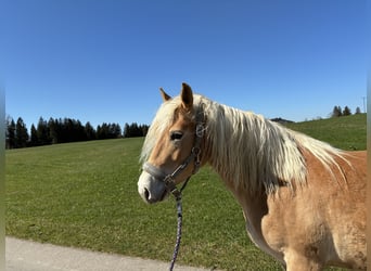 Haflinger, Stute, 4 Jahre, 148 cm