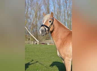Haflinger, Stute, 4 Jahre, 148 cm, Fuchs