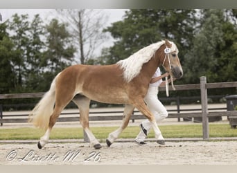 Haflinger, Stute, 4 Jahre, 148 cm, Fuchs