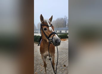 Haflinger, Stute, 4 Jahre, 148 cm, Fuchs
