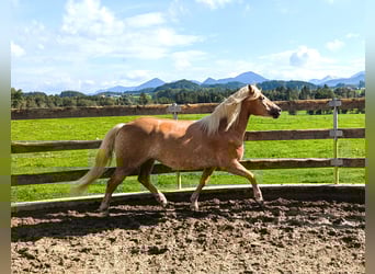 Haflinger, Stute, 4 Jahre, 148 cm, Fuchs