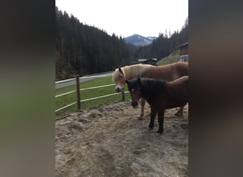 Haflinger, Stute, 4 Jahre, 148 cm, Fuchs