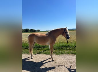 Haflinger, Stute, 4 Jahre, 148 cm, Fuchs