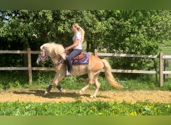 Haflinger, Stute, 4 Jahre, 148 cm, Fuchs