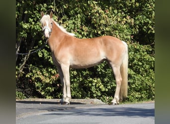 Haflinger, Stute, 4 Jahre, 148 cm, Fuchs