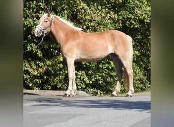 Haflinger, Stute, 4 Jahre, 148 cm, Fuchs