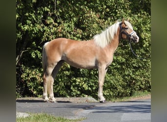 Haflinger, Stute, 4 Jahre, 148 cm, Fuchs