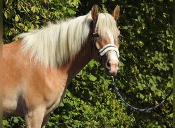 Haflinger, Stute, 4 Jahre, 148 cm, Fuchs