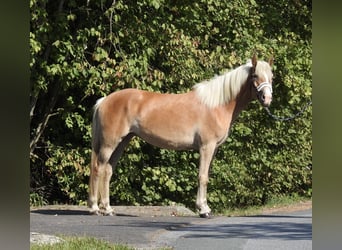 Haflinger, Stute, 4 Jahre, 148 cm, Fuchs