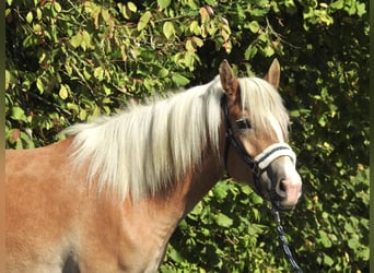 Haflinger, Stute, 4 Jahre, 148 cm, Fuchs