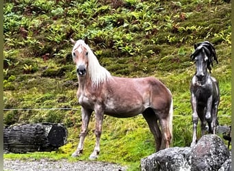 Haflinger, Stute, 4 Jahre, 148 cm, Fuchs