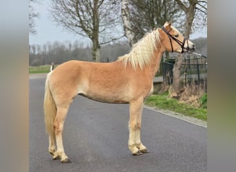 Haflinger, Stute, 4 Jahre, 148 cm, Palomino