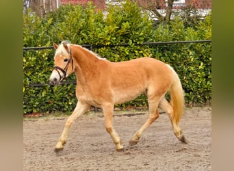 Haflinger, Stute, 4 Jahre, 148 cm, Palomino