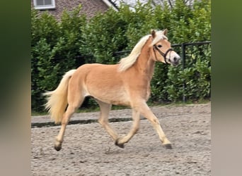 Haflinger, Stute, 4 Jahre, 148 cm, Palomino