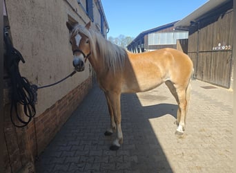 Haflinger, Stute, 4 Jahre, 149 cm, Fuchs