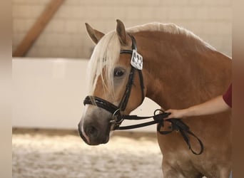 Haflinger, Stute, 4 Jahre, 149 cm, Fuchs