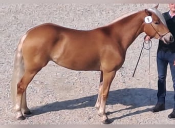 Haflinger, Stute, 4 Jahre, 149 cm, Fuchs