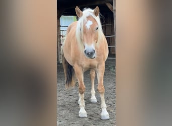 Haflinger, Stute, 4 Jahre, 150 cm