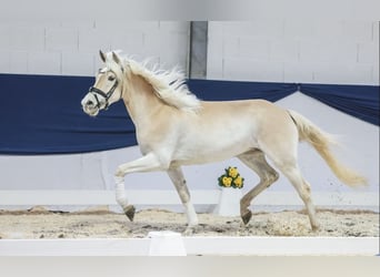 Haflinger, Stute, 4 Jahre, 150 cm, Fuchs