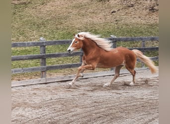 Haflinger, Stute, 4 Jahre, 150 cm, Fuchs