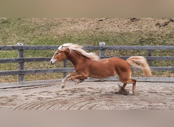 Haflinger, Stute, 4 Jahre, 150 cm, Fuchs