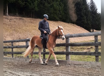 Haflinger, Stute, 4 Jahre, 150 cm, Fuchs