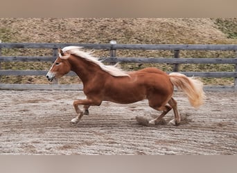 Haflinger, Stute, 4 Jahre, 150 cm, Fuchs