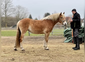 Haflinger, Stute, 4 Jahre, 150 cm, Fuchs