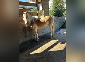 Haflinger, Stute, 4 Jahre, 150 cm, Fuchs