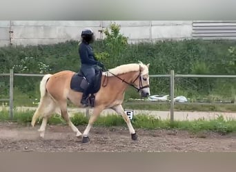 Haflinger, Stute, 4 Jahre, 150 cm, Fuchs