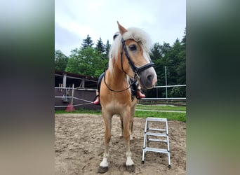 Haflinger, Stute, 4 Jahre, 150 cm, Fuchs