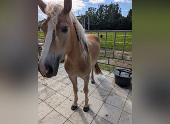 Haflinger, Stute, 4 Jahre, 150 cm, Fuchs
