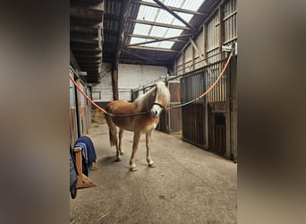 Haflinger, Stute, 4 Jahre, 150 cm, Fuchs