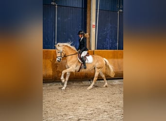 Haflinger, Stute, 4 Jahre, 150 cm, Fuchs