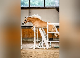Haflinger, Stute, 4 Jahre, 150 cm, Fuchs