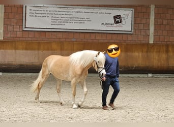 Haflinger, Stute, 4 Jahre, 150 cm, Fuchs