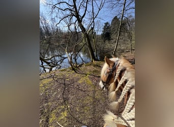 Haflinger, Stute, 4 Jahre, 151 cm