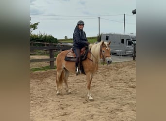 Haflinger, Stute, 4 Jahre, 151 cm, Fuchs