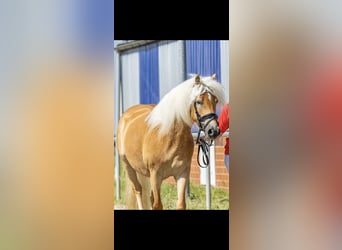 Haflinger, Stute, 4 Jahre, 151 cm, Fuchs