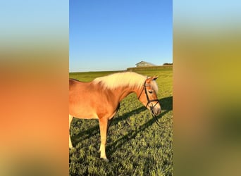 Haflinger, Stute, 4 Jahre, 152 cm, Fuchs