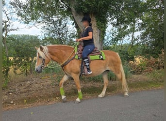 Haflinger, Stute, 4 Jahre, 152 cm, Fuchs