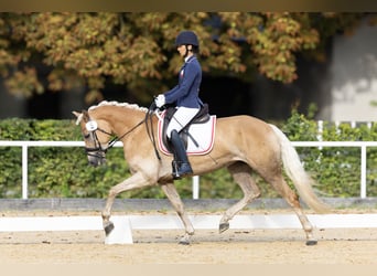Haflinger, Stute, 4 Jahre, 152 cm, Fuchs