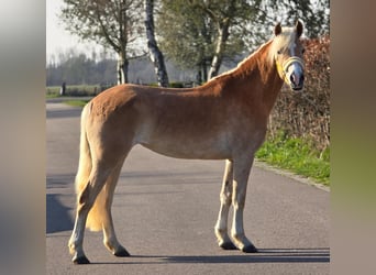 Haflinger, Stute, 4 Jahre, 153 cm, Palomino