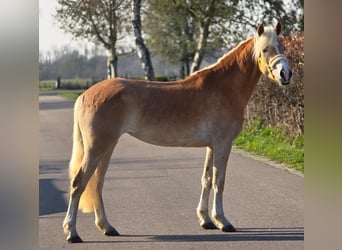 Haflinger, Stute, 4 Jahre, 153 cm, Palomino
