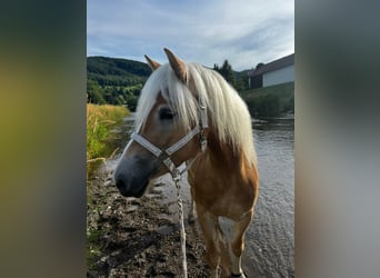 Haflinger, Stute, 4 Jahre, 154 cm, Fuchs