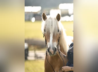 Haflinger, Stute, 4 Jahre, 154 cm, Fuchs