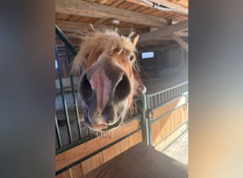Haflinger, Stute, 4 Jahre, 154 cm, Fuchs